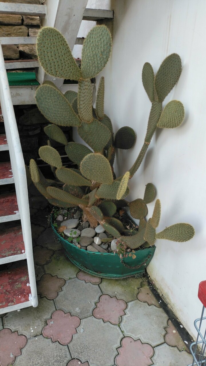 Гостиница Коралл Головинка-144