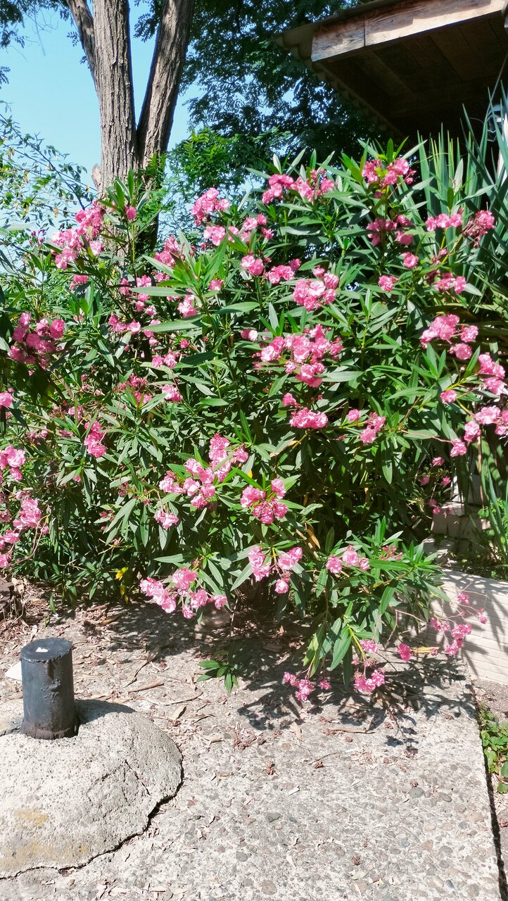 Гостиница Коралл Головинка-57