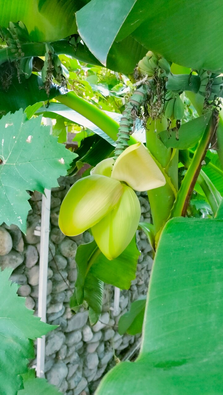 Гостиница Коралл Головинка-82