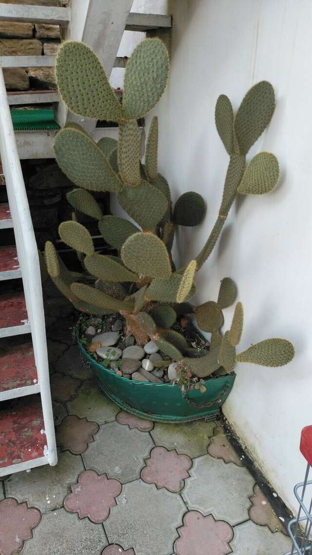 Гостиница Коралл Головинка-143